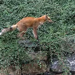 Le Renard D'introd