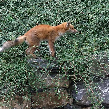Le Renard D'introd