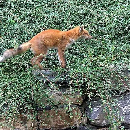 Le Renard D'introd Oda ve Kahvaltı Introd